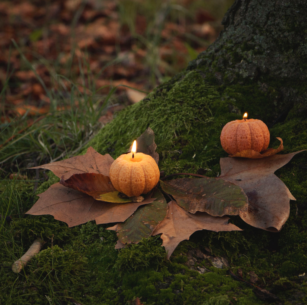 Pumpkin
