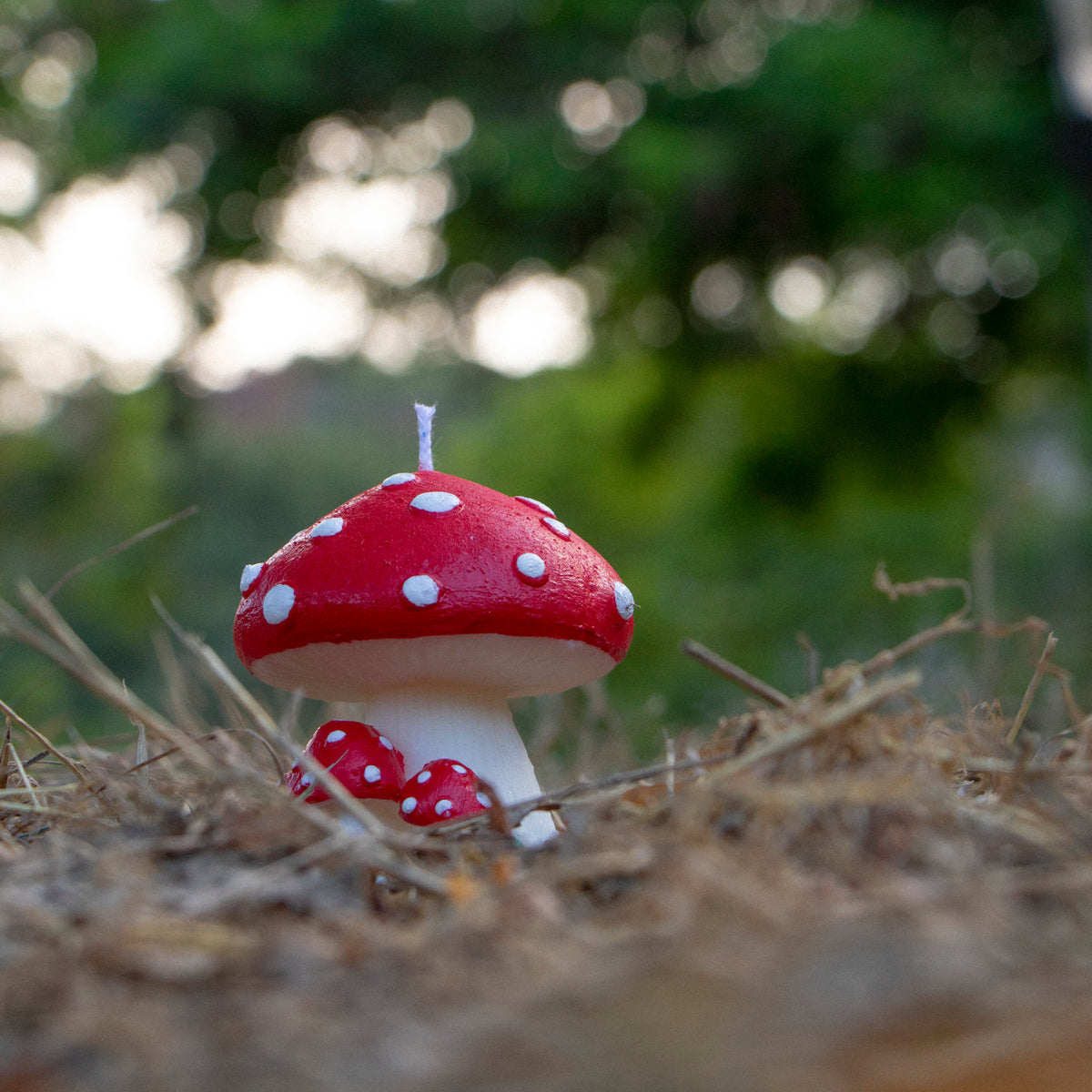 Mushroom magico