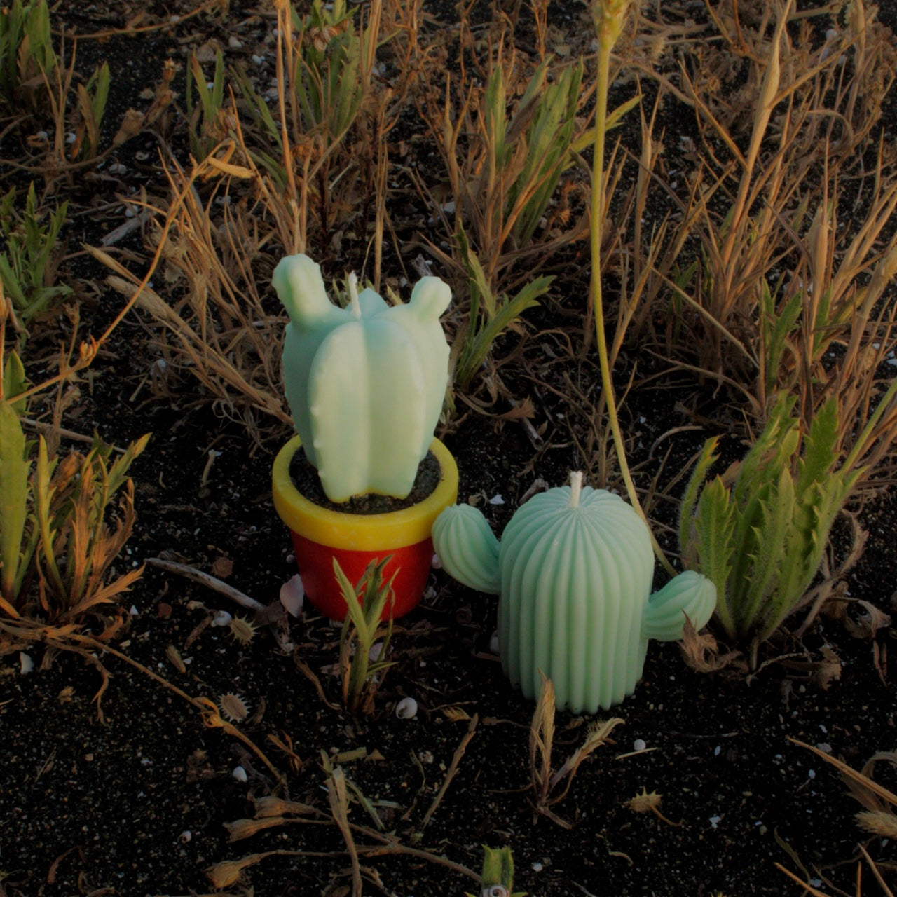 CACTUS