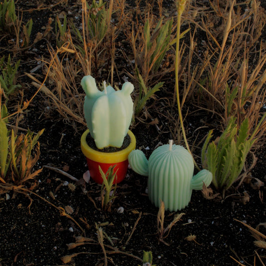 CACTUS