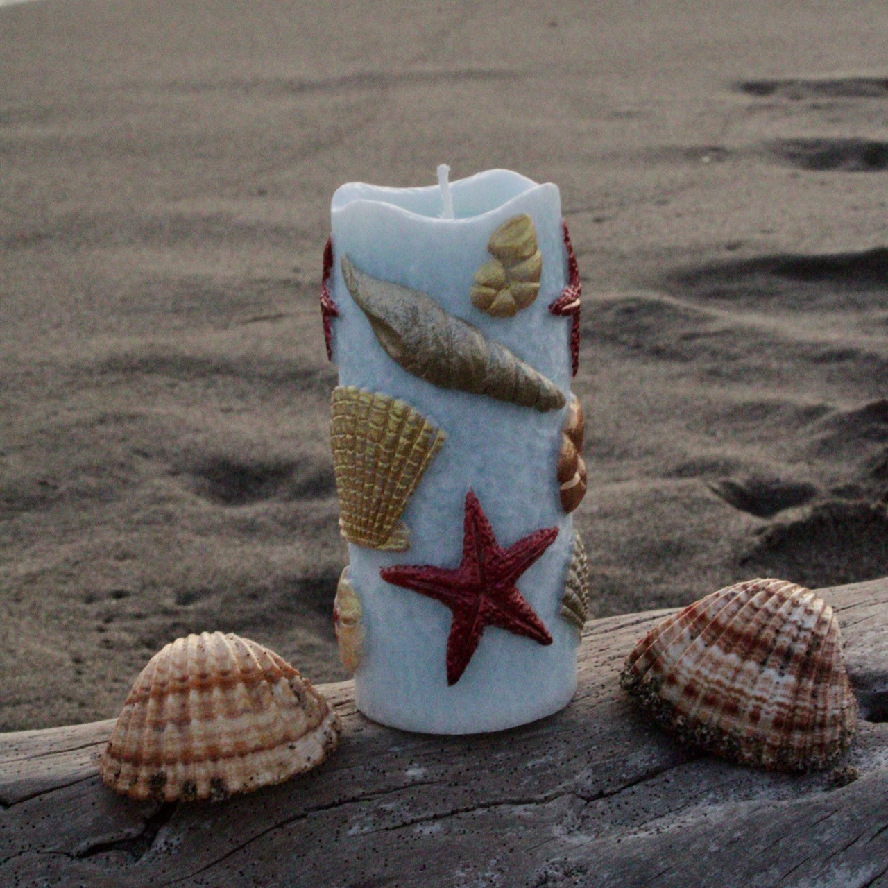 SEA🐚