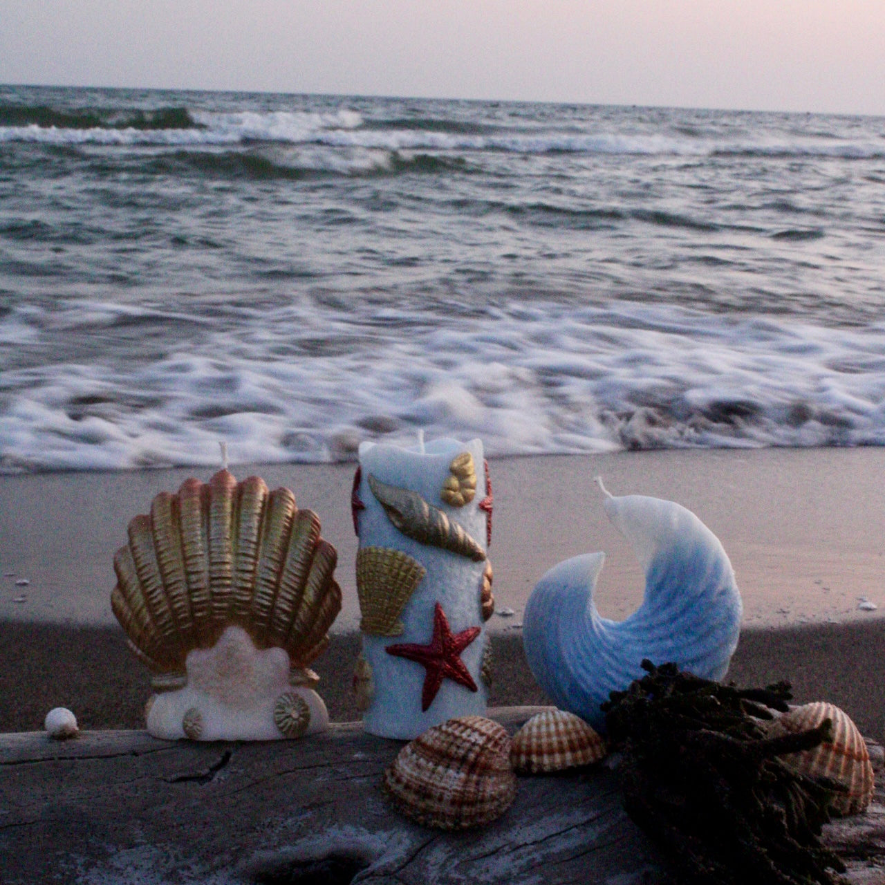 SEA🐚