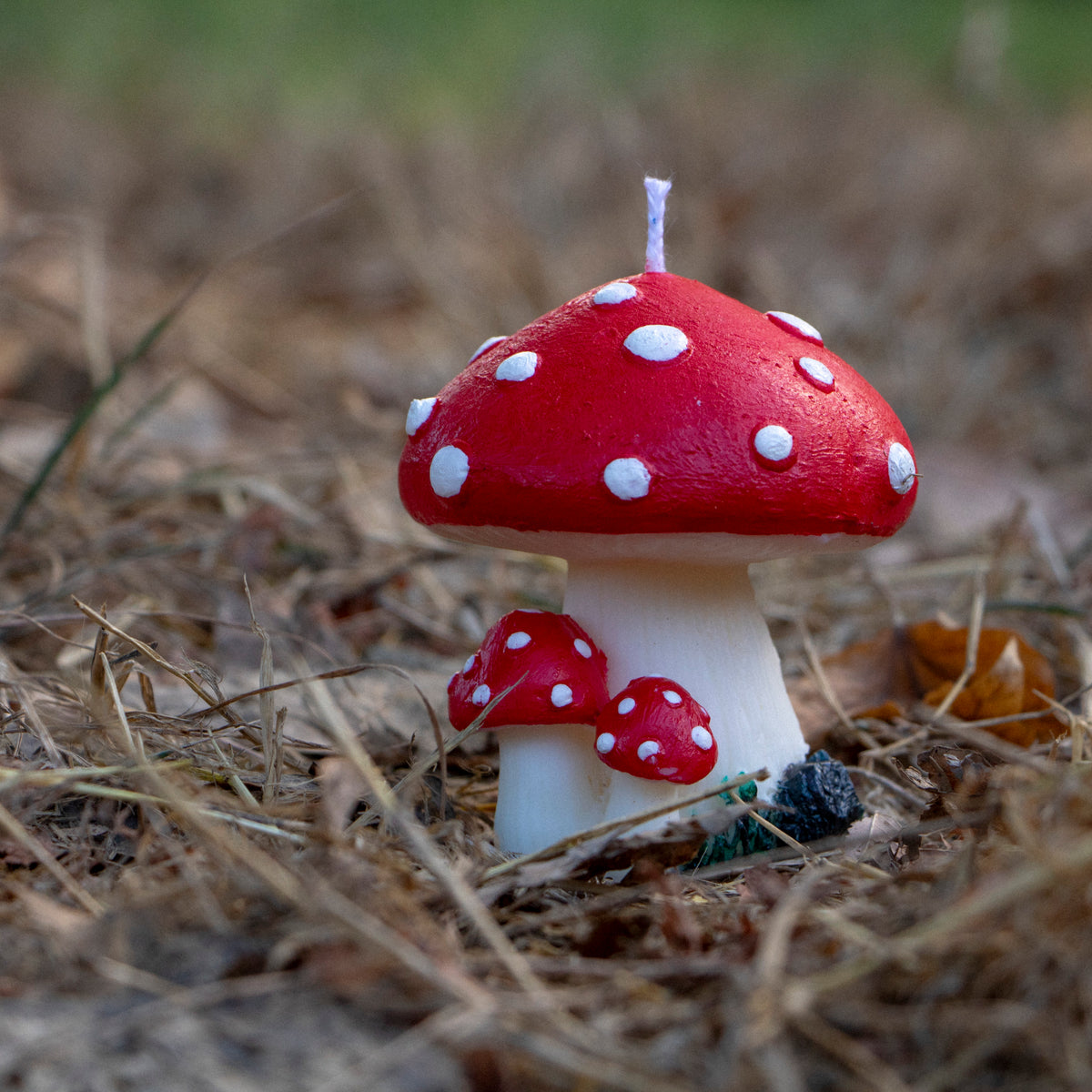 Mushroom magico