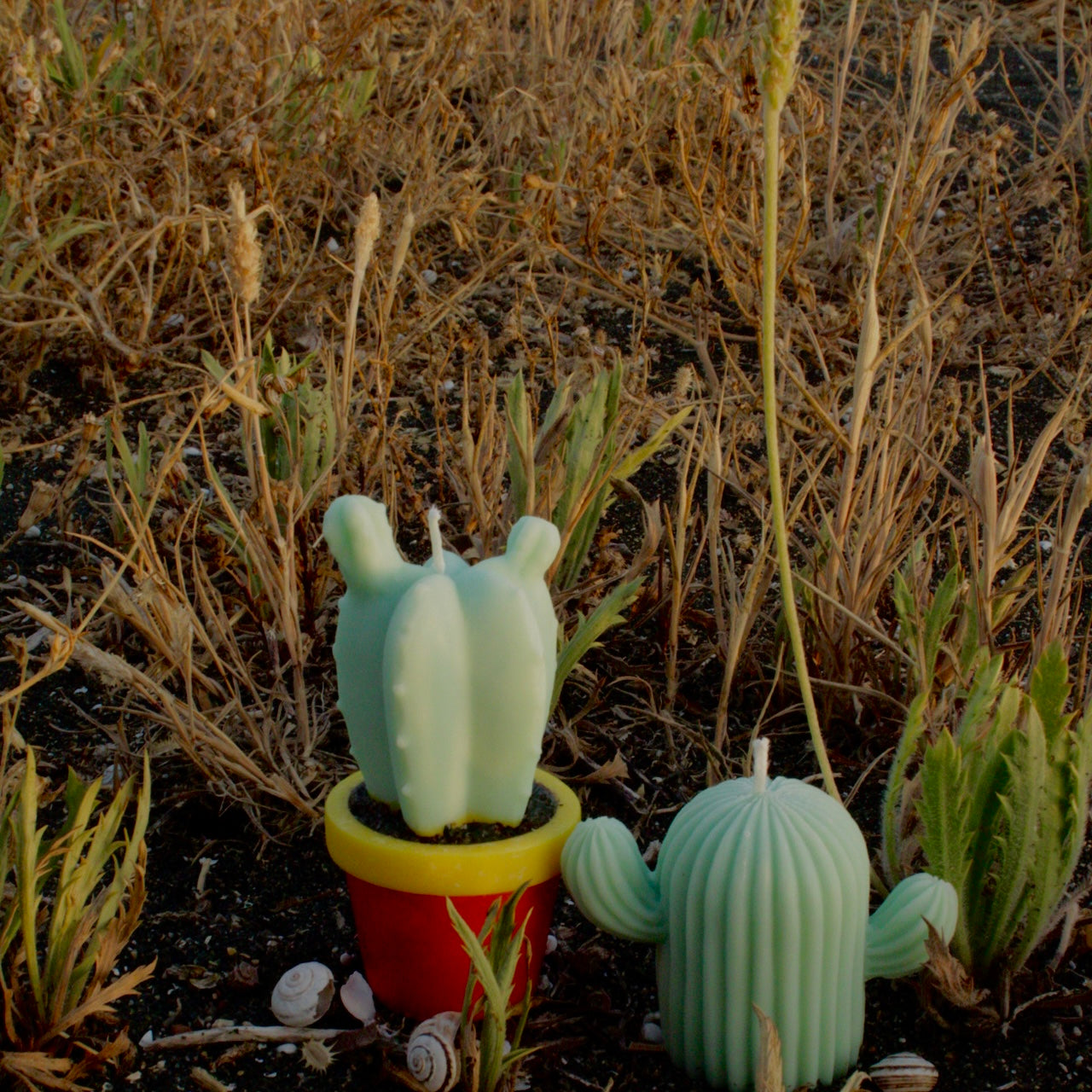 CACTUS