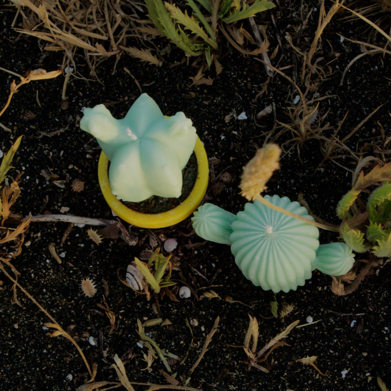 CACTUS