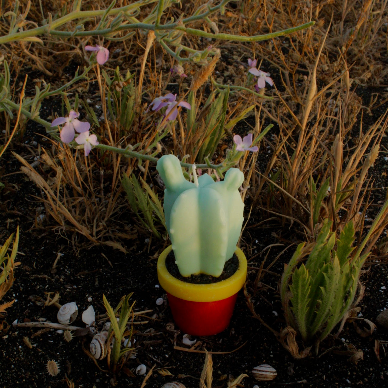 CACTUS