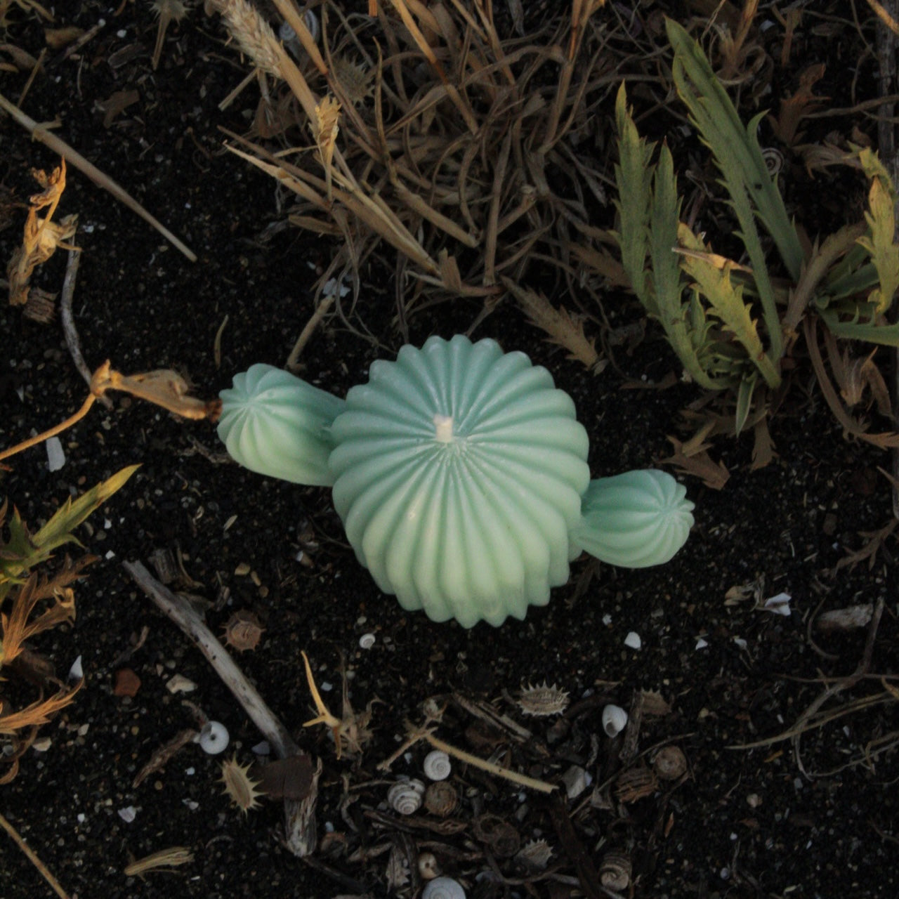 CACTUS